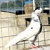 hkpigeons555