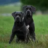 britta6543