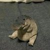 shadowguy222