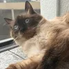 miss_brownie_cat