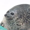 ೄྀ♫melও˙•🦭