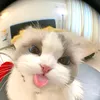 lan_anh256