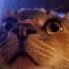 bumbscag
