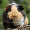 guinea_pig_random_posts