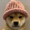 dogwifhat01