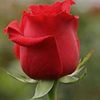 alesha.642