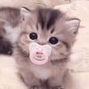 pettricia.rachel1