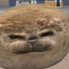 finnthemoonfish