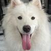 tipsy.samoyed