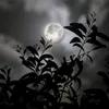 rzgar.abdlsalam