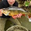 friendly_fisherman77
