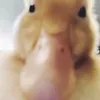 delulu_boy4