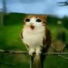 guest_666667