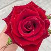 cuneyt_salman