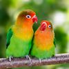 Birds lover
