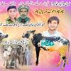 abu.huraira0847