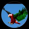 sabir.7392