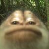 methaddictedlemonshark