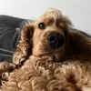 blakechatten