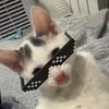 vincent.cat0