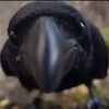 crow2.fucking0