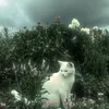 s.a_o.o