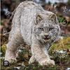 .pawslynx