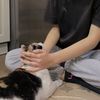 miaw_986