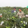 Gái Quê Khởi Nghiệp