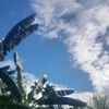 nopal.abiyu3