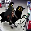 randomlimbusenjoyer