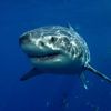 sharky_gacha_14