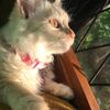 lluv_kitt_y