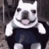 harryballshd