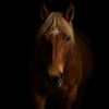 haras_de_lhorizon