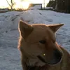 taisondvornyashka
