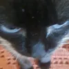 nanazinh6