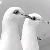 ranjit.kumar831