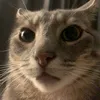 issacat4