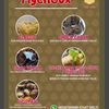 mychoux_2024