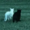 nemmondommeg0426