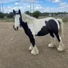 DollyTheCob🐴