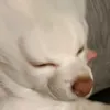 pentupallero0