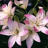 lily092521