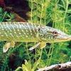 fish1_2_