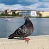 therealpigeon7890