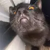 ginnythecat1