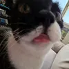 big_drapes