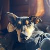 husky_homestead