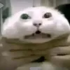jayrcollamat2